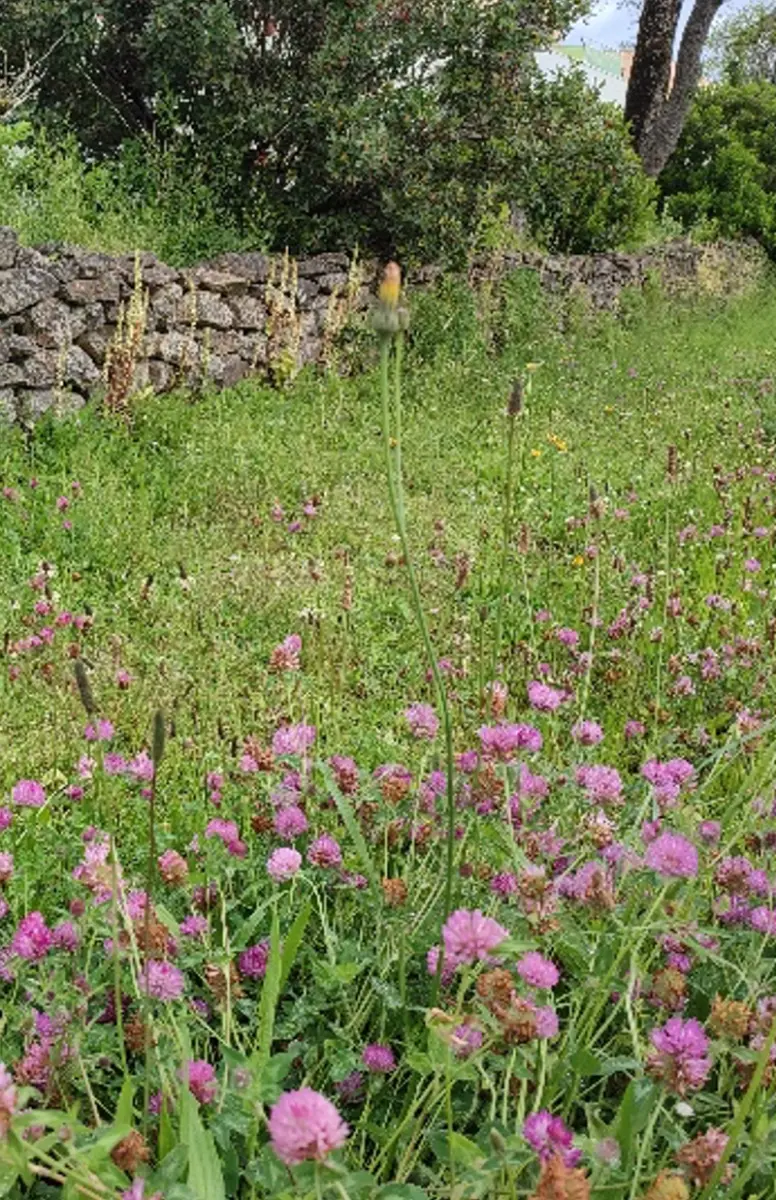 champ de fleurs avec muret en pierres